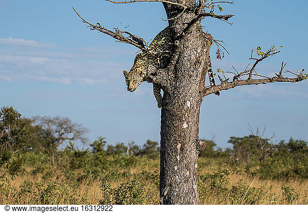 A leopard  Panthera pardus  glances down before jumping out of a tree.