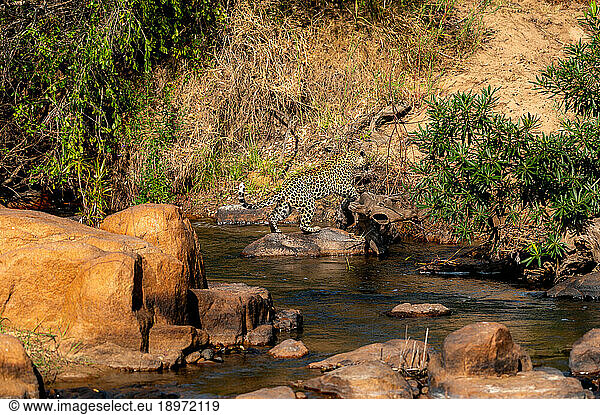 A leopard  Panthera pardus  leaping across a river.