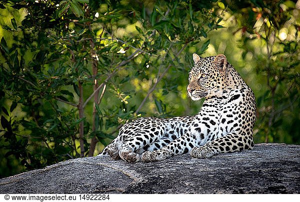 A leopard  Panthera pardus  lies down on a boulder  head upright  looking out of frame  green background