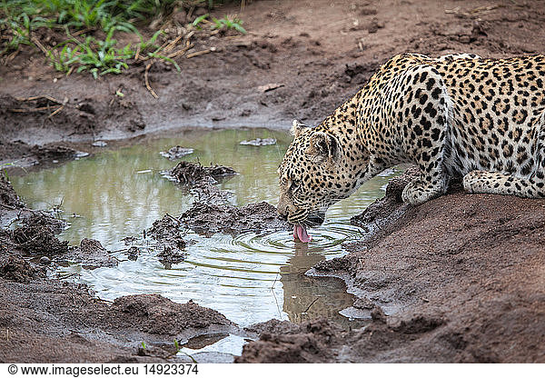 A leopard  Panthera pardus  lies down to lap water up from a puddle  tongue out  looking out of frame