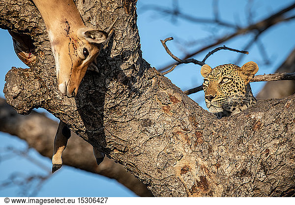 A leopard  Panthera pardus  lies in the fork of a tree with its impala kill  Aepyceros melampus  which drapes over the branch
