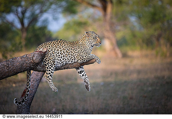 A leopard  Panthera pardus  lies on a broken tree branch  drapes its feet and tail over the branch  looking away  ears back