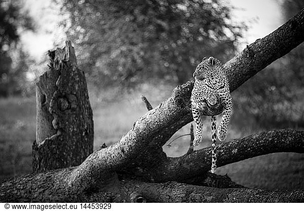 A leopard  Panthera pardus  lies on a dead and fallen tree  looking away  in black and white.