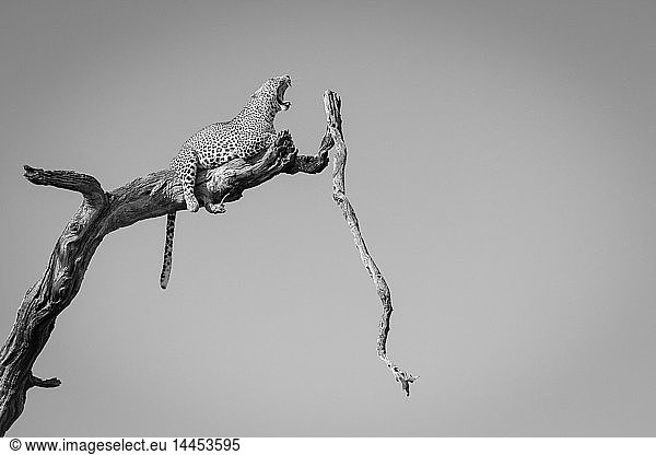 A leopard  Panthera pardus  lies on a dead tree branch  tail drapes down  yawning with ears back and eyes closed  in black and white.