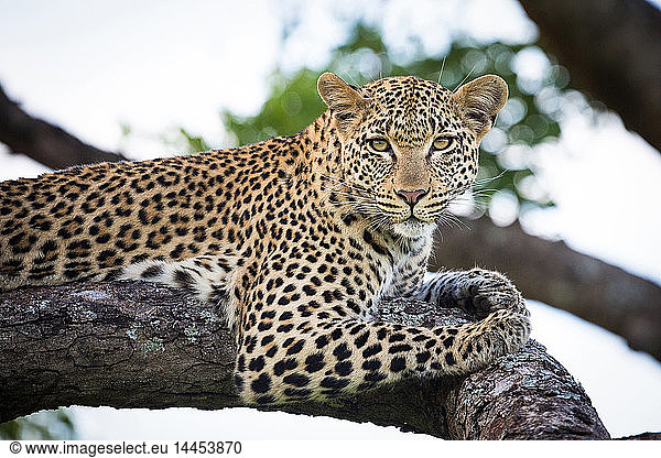 A leopard  Panthera pardus  lies on a tree branch  alert  greenery in the background