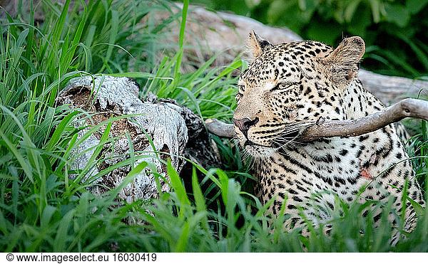 A leopard  Panthera pardus  lying down resting its head on a branch  ears back