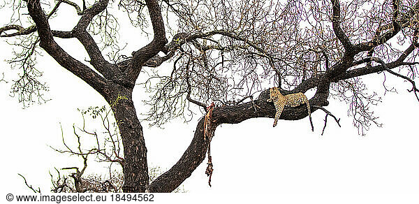 A leopard  Panthera pardus  lying in a tree with a kill.