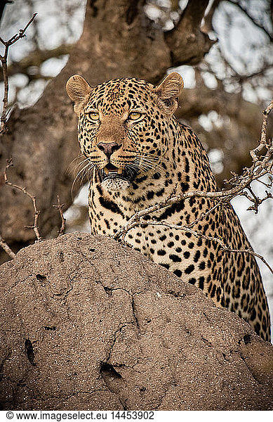 A leopard  Panthera pardus  on a termite mound  looking around.