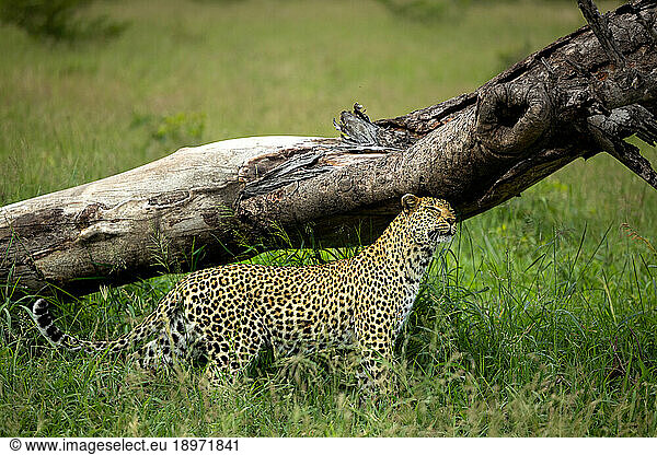 A leopard  Panthera pardus  scent marking on a tree.