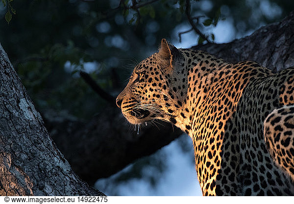 A leopard  Panthera pardus  sits in a tree in the evening sunlight