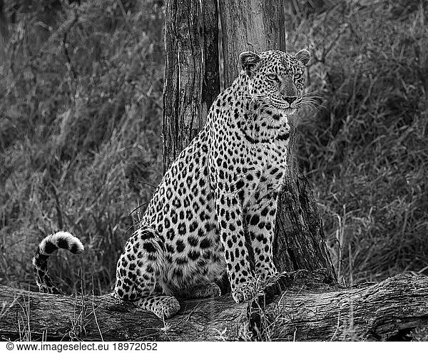 A leopard  Panthera pardus  sitting on a log  in black and white.