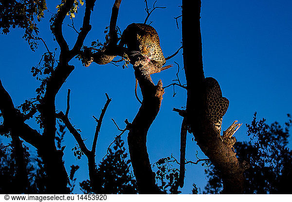 A leopard  Panthera pardus  stands in a tree and eats a carcass  at night  lit up by spotlight  looking away