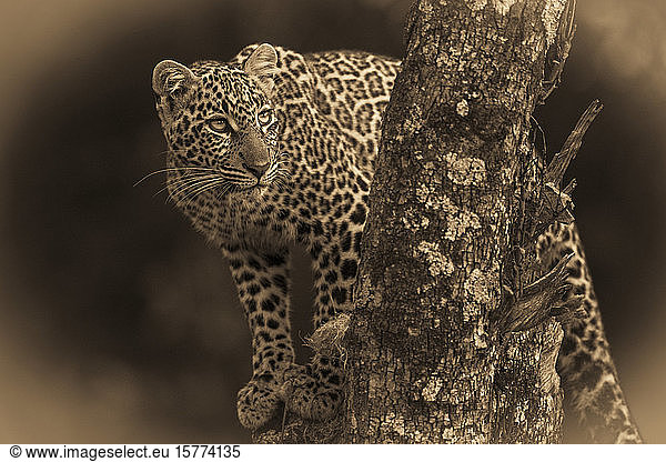 A leopard (Panthera pardus) stands in a tree that is covered in lichen. It has black spots on its brown fur coat and is turning its head to look up  Masai Mara National Reserve; Kenya