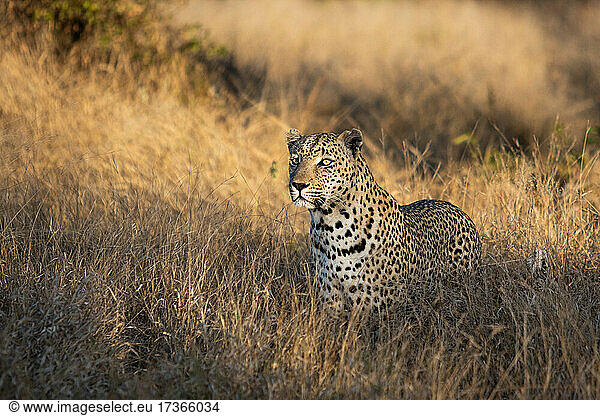 A leopard  Panthera pardus  stands in tall dry grass  gazing out of frame