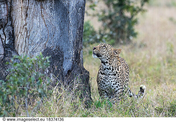 A leopard  Panthera pardus  stands next to and looks up at a tree.