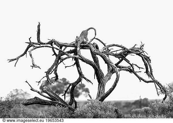 A leopard  Panthera pardus  stretches out on a dead tree trunk  black and white.