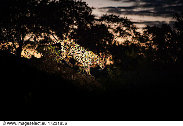 A leopard  Panthera pardus  walking along a log at night  lit by spotlight.