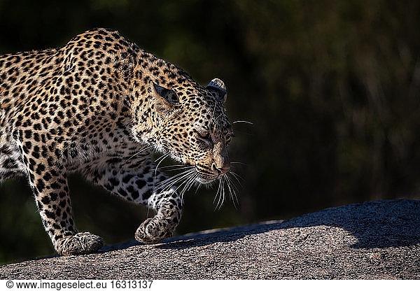 A leopard  Panthera pardus  walks across a boulder  side profile  ears back.