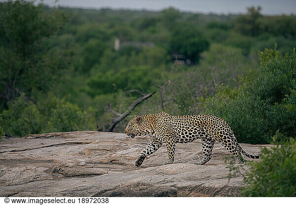 A leopard  Panthera pardus  walks across a rock.