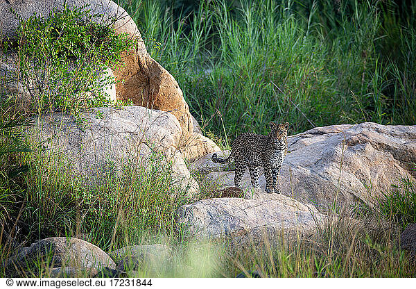 A leopard  Panthera pardus  walks across some boulders in a riverbed