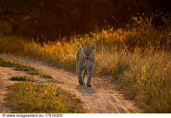 A leopard  Panthera pardus  walks along a road  backlit