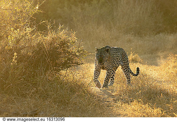 A leopard  Panthera pardus  walks in short grass in golden light  backlit.