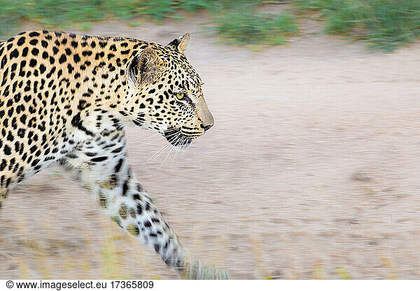 A leopard  Panthera pardus  walks on a dirt road