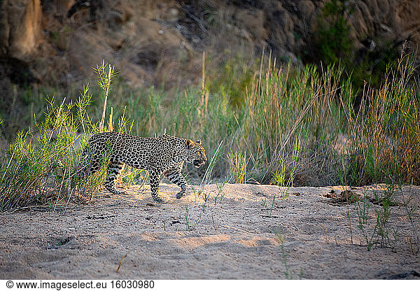 A leopard  Panthera pardus  walks through a sand bank  front leg raised  looking out of frame  sunlight