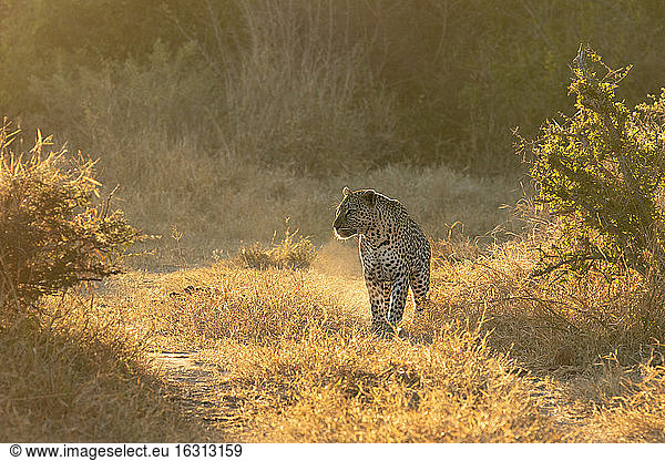 A leopard  Panthera pardus  walks through short grass  backlit  looking out of frame