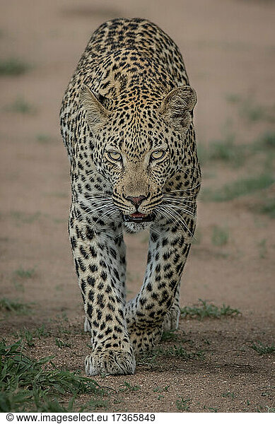A leopard  Panthera pardus  walks towards the camera  direct gaze