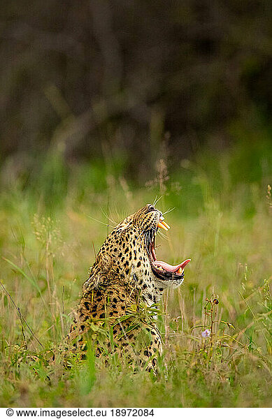 A leopard  Panthera pardus  yawns  in long grass.