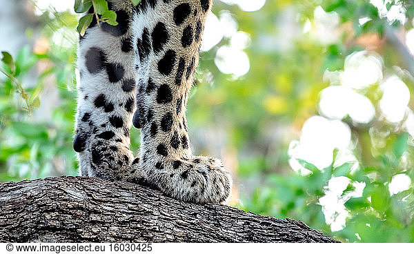 A leopard's front paws  Panthera pardus  on the bark of a tree