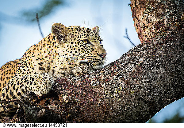 A leopard's head and front paws  Panthera pardus  lies on a tree branch  rests on front paw  looking away