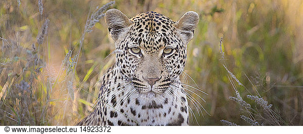 A leopard's head  Panthera pardus  direct gaze  brown and green long grass in the background