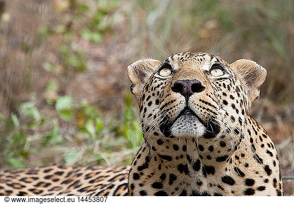 A leopard's head  Panthera pardus  looking up out of frame  yellow eyes  greenery in the background