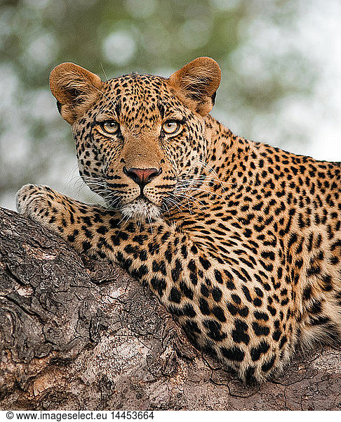 A leopard's upper body  Panthera pardus  lying on tree branch  alert  green yellow eyes