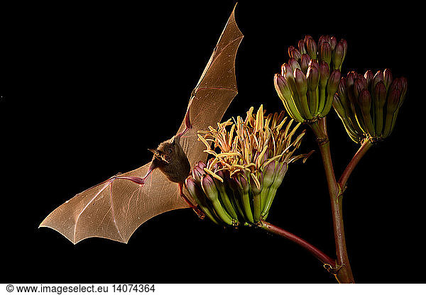 A lesser long-nosed bat