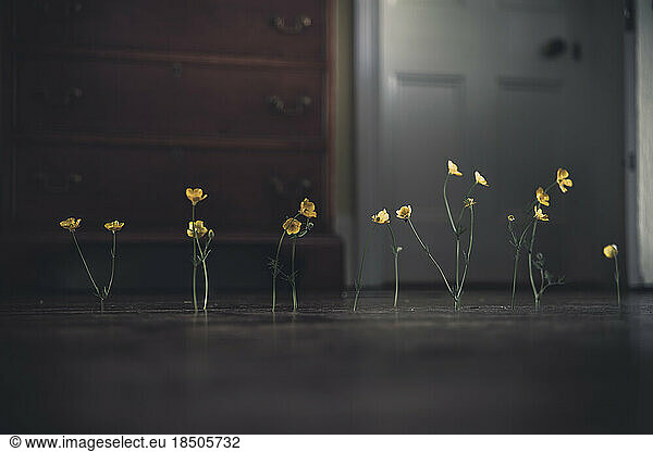 a line of buttercups standing upright in floorboards