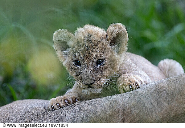 A lion cub  Panthera leo  next to its mother.