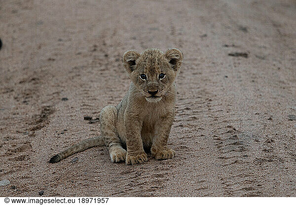 A lion cub  Panthera leo  sitting on the ground  direct gaze.