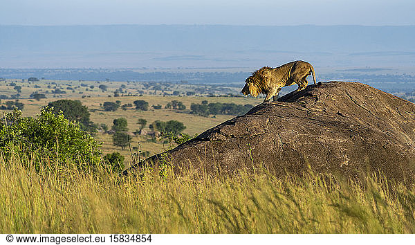 A lion descends from a rock in the early morning