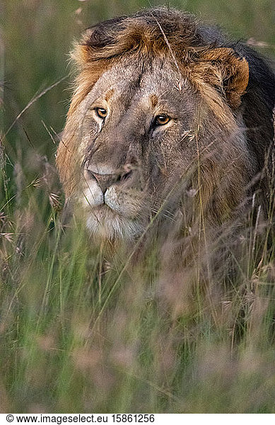 a lion in the tall grass in the early morning