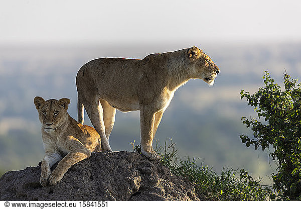 a lioness and her cub scans the surroundings from a mound of earth