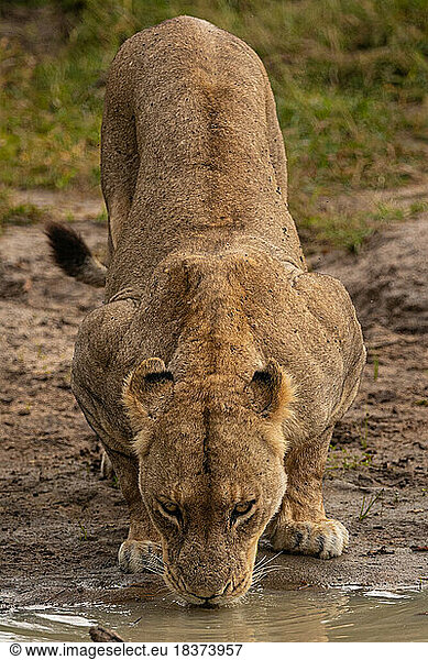 A lioness  Panthera leo  crouches down to drink water.