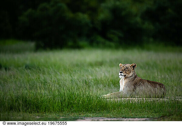 A lioness  Panthera leo  lies down in green grass