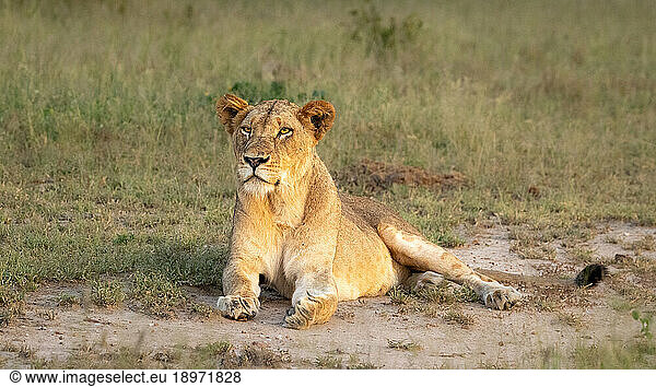 A Lioness  Panthera leo  lying down on the ground.