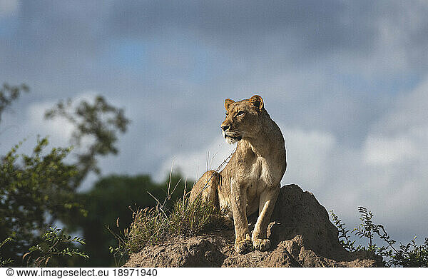A lioness  Panthera leo  sitting on top of a mound  looking out.