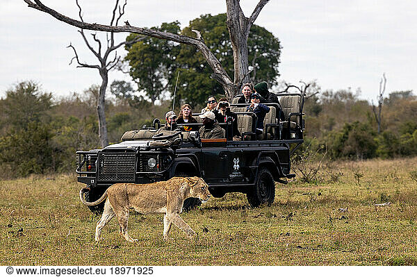 A lioness  Panthera leo  walks in front of a safari vehicle.