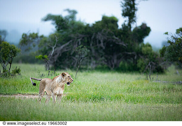 A lioness  Panthera leo  walks through an open clearing with green grass