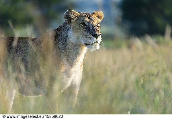 a lioness stands in the tall grass in the early morning